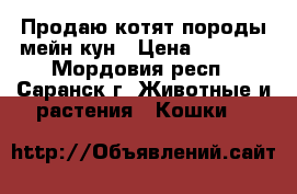 Продаю котят породы мейн кун › Цена ­ 5 000 - Мордовия респ., Саранск г. Животные и растения » Кошки   